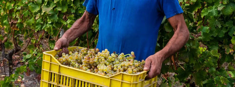 Bio Weißwein – ökologische Weißweine entdecken - viDeli - einfach guter Wein