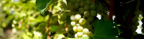 Bioweine - viDeli - einfach guter Wein