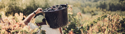 Herbstweine - viDeli - einfach guter Wein