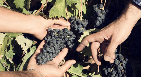 Leichte Rotweine - viDeli - einfach guter Wein