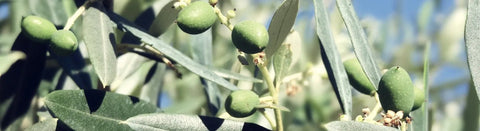 Olivenöl - viDeli - einfach guter Wein