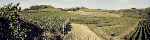 Rosé aus Baden - viDeli - einfach guter Wein