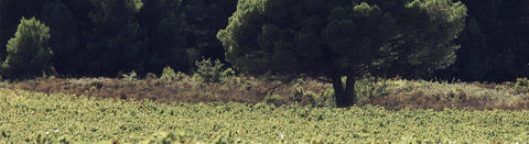 Rosé aus dem Languedoc-Roussillon - viDeli - einfach guter Wein