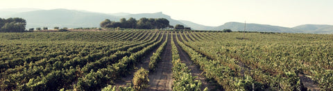 Rosé aus dem Penedes - viDeli - einfach guter Wein