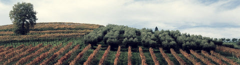 Rosé aus den Abruzzen - viDeli - einfach guter Wein