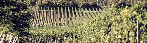 Rosé aus der Pfalz - viDeli - einfach guter Wein