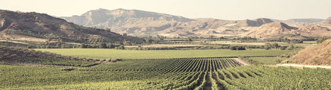 Rosé aus Kalabrien - viDeli - einfach guter Wein
