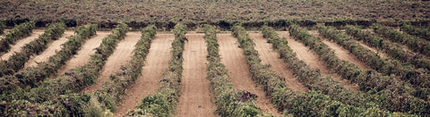 Rosé aus La Mancha - viDeli - einfach guter Wein