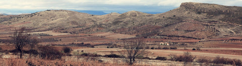 Roséwein aus Somontano - viDeli - einfach guter Wein