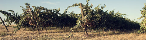 Roséwein aus Toro - viDeli - einfach guter Wein