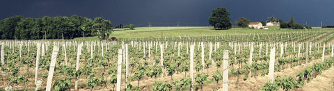 Rotwein aus Bordeaux - viDeli - einfach guter Wein