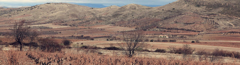 Rotwein aus Calatayud - viDeli - einfach guter Wein