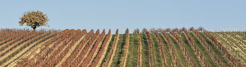 Rotwein aus dem Mittelburgenland - viDeli - einfach guter Wein