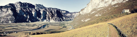 Rotwein aus dem Trentino - viDeli - einfach guter Wein