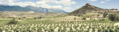 Rotwein aus der Rioja - viDeli - einfach guter Wein