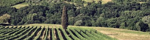 Rotwein aus der Toskana - viDeli - einfach guter Wein