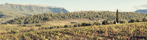 Rotwein aus Montsant - viDeli - einfach guter Wein