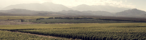 Rotwein aus San Juan - viDeli - einfach guter Wein