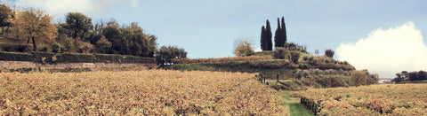 Rotwein aus Venezien - viDeli - einfach guter Wein