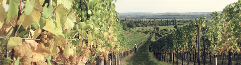 Rotwein vom Neusiedlersee Hügelland - viDeli - einfach guter Wein