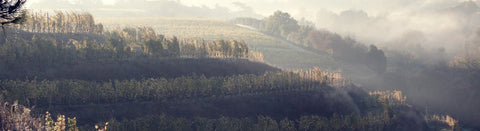 Rotwein von der Loire - viDeli - einfach guter Wein