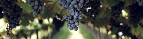 Trockene Weine - viDeli - einfach guter Wein