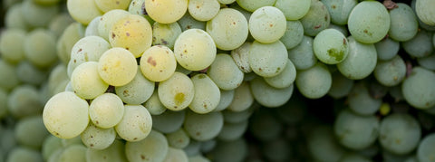 Verdejo - viDeli - einfach guter Wein