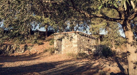 Weiche Rotweine - viDeli - einfach guter Wein