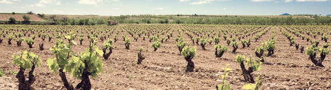 Wein aus Campo de Borja - viDeli - einfach guter Wein