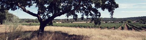 Wein aus dem Alentejo - viDeli - einfach guter Wein