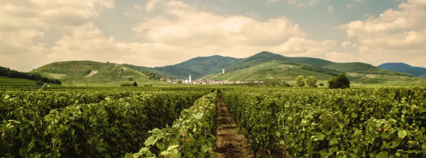Wein aus dem Elsass - viDeli - einfach guter Wein