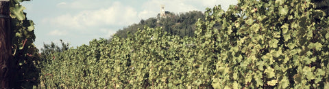 wein aus dem Friaul - viDeli - einfach guter Wein