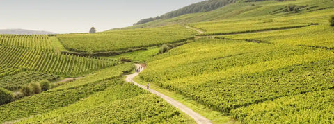 Wein aus dem Rheingau - viDeli - einfach guter Wein