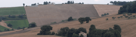 Wein aus den Marken - viDeli - einfach guter Wein