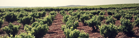 Wein aus der Cariñena - viDeli - einfach guter Wein