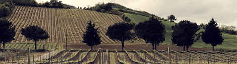 Wein aus der Emilia-Romagna - viDeli - einfach guter Wein