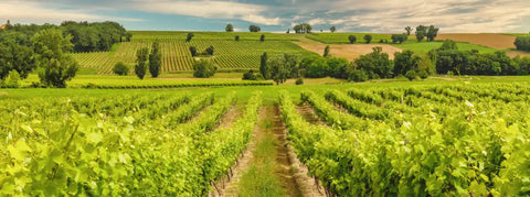 Wein aus der Gascogne - viDeli - einfach guter Wein