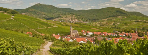 Wein aus der Pfalz - viDeli - einfach guter Wein