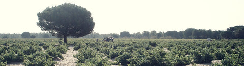 Wein aus der Rueda - viDeli - einfach guter Wein