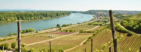 Wein aus Rheinhessen - viDeli - einfach guter Wein