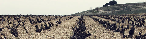 Wein aus Ribera del Duero - viDeli - einfach guter Wein