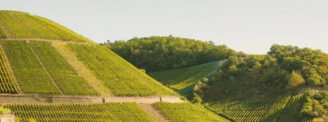 Wein von der Ahr - viDeli - einfach guter Wein