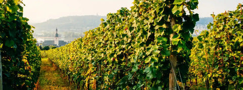 Wein von der Nahe - viDeli - einfach guter Wein