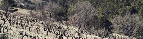 Wein von der Rhône - viDeli - einfach guter Wein