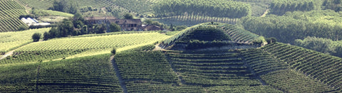 Weine aus dem Piemont - viDeli - einfach guter Wein