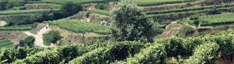 Weißwein aus dem Kremstal - viDeli - einfach guter Wein