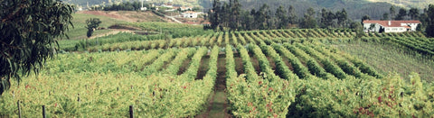 Weißwein aus dem Minho - viDeli - einfach guter Wein