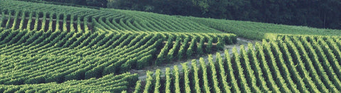 Weißwein aus der Champagne - viDeli - einfach guter Wein