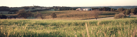 Weißwein aus der Gascogne - viDeli - einfach guter Wein