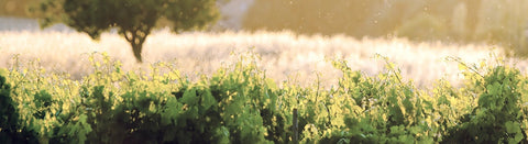 Weißwein aus Mallorca - viDeli - einfach guter Wein